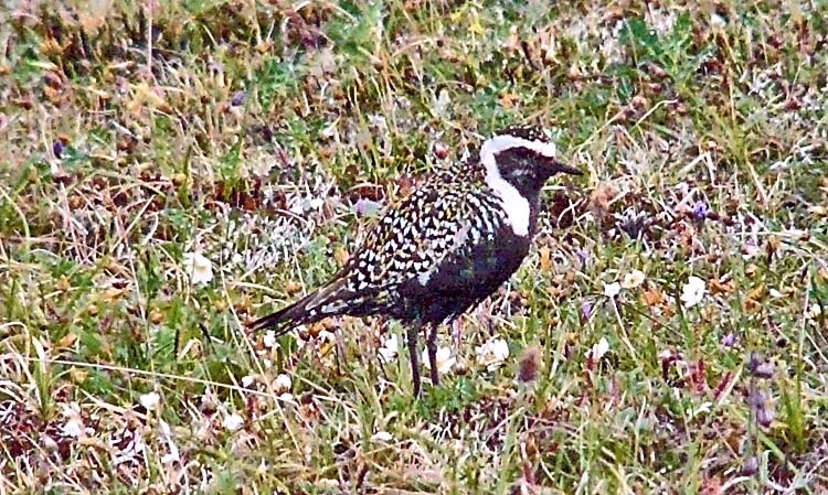 American Golden Plover, Alaska, July 2012