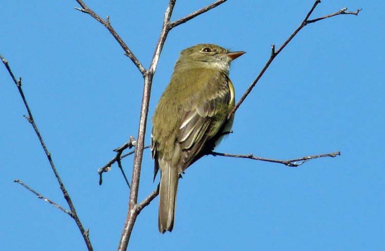 Alder Flycatcher, Anchorage, Alaska, June 2012