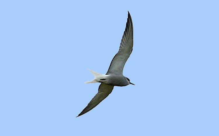 Aleutian Tern, Alaska, July 2012