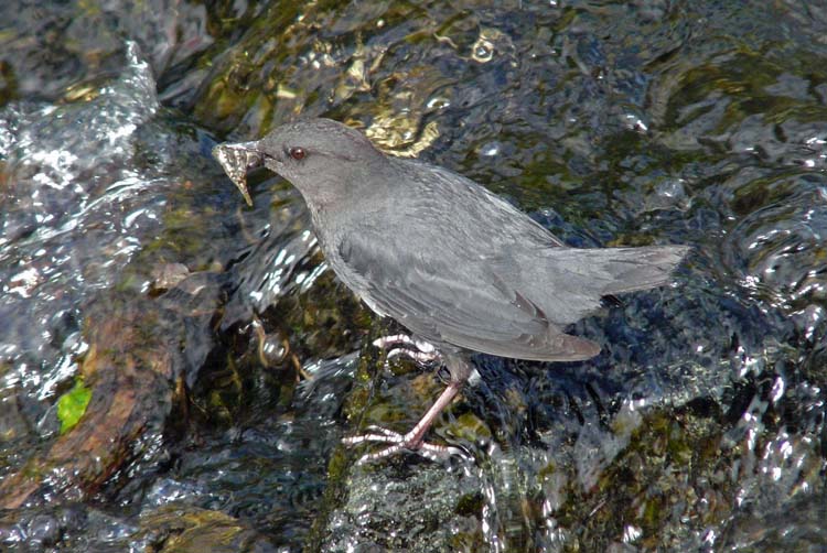 American Dipper, Paxson, Alaska, June 2012