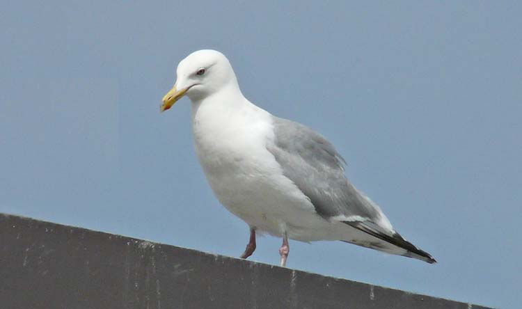 American Herring Gull, Alaska, June 2012