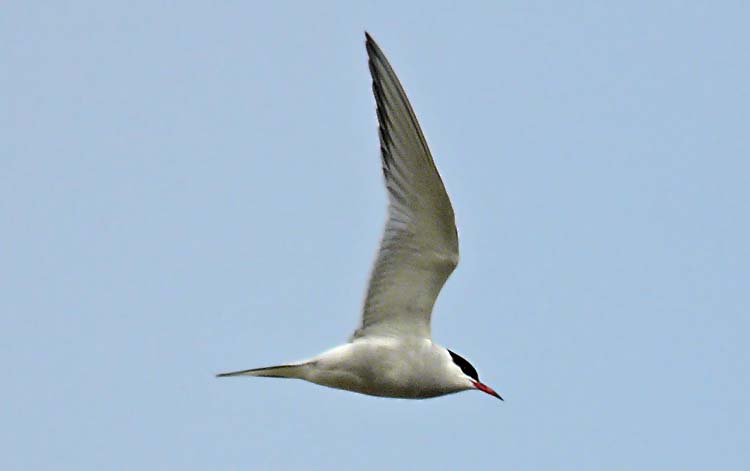 Arctic Tern, Alaska, July 2012