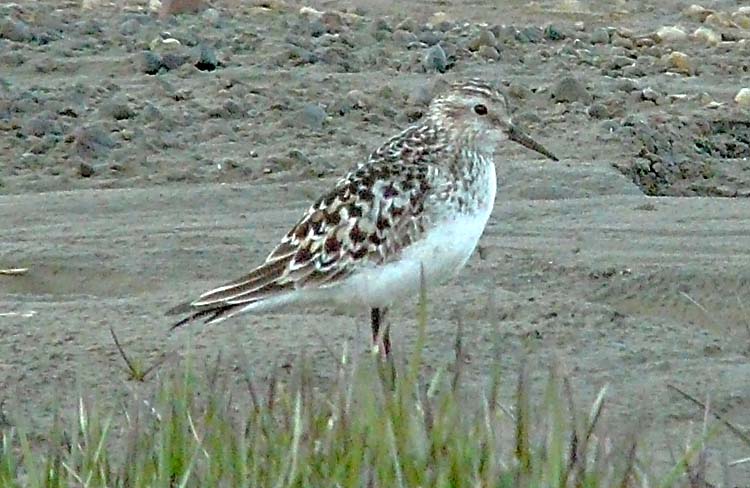 Baird's Sandpiper, Alaska, June 2012