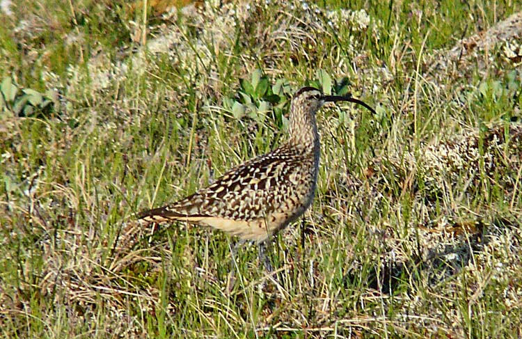 Bristle-thighed Curlew, Nome. Alaska, July 2012