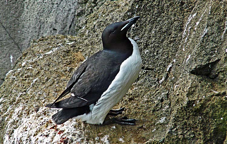 Brnnich's Guillemot, St Paul, Pribilof Islands, July 2012