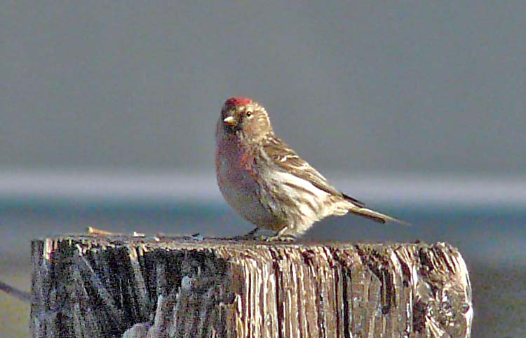 Common (Mealy) Redpoll, Barrow, Alaska, June 2012