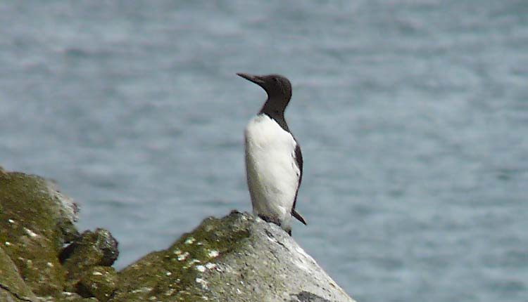 Common Guillemot, Alaska, July 2012