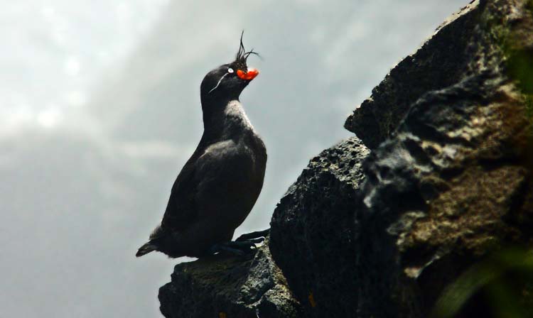 Crested Auklet, St Paul, Pribilof Islands, Alaska, July 2012