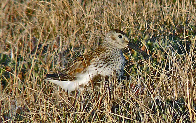 Dunlin, Barrow, Alaska, June 2012