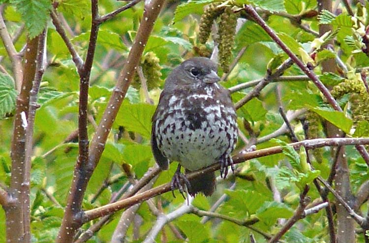 Fox Sparrow, Anchorage, Alaska, June 2012