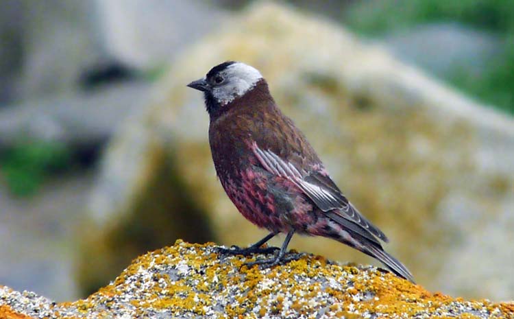 Grey-crowned Rosy-finch, St Paul, Pribilof Islands, Alaska, July 2012