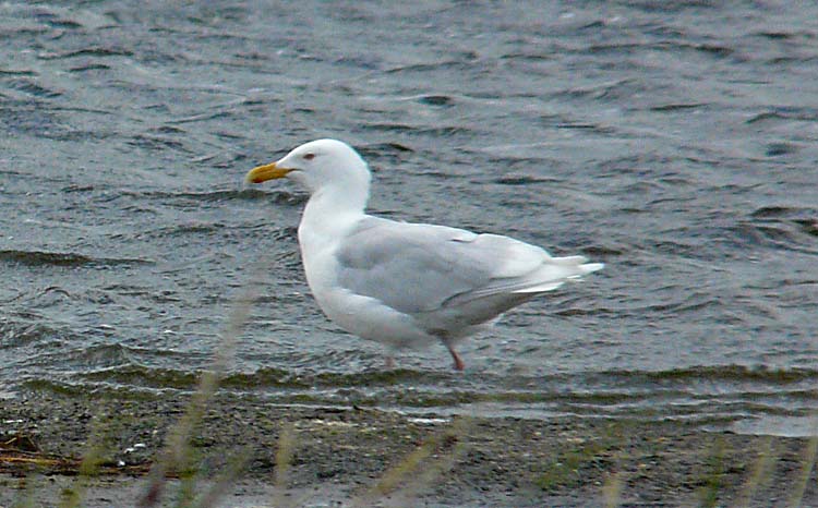 Glaucous Gull, Alaska, July 2012