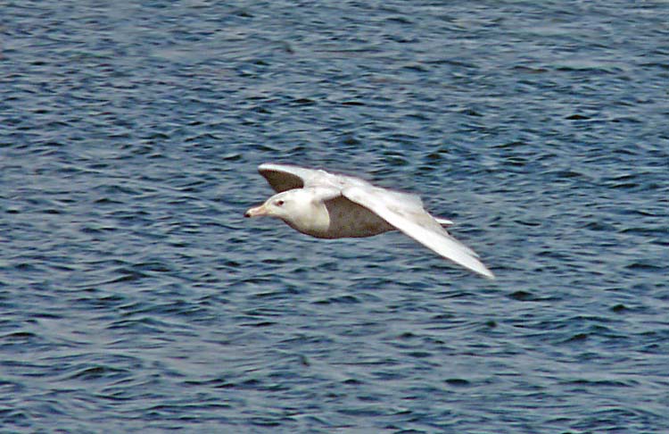 2cy Glaucous Gull, Barrow, Alaska, June 2012