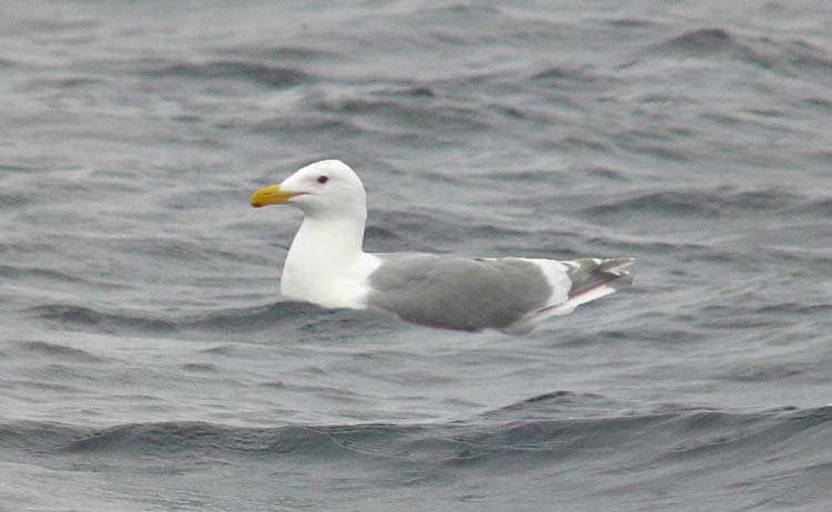 Glaucous-winged Gull, Alaska, June 2012