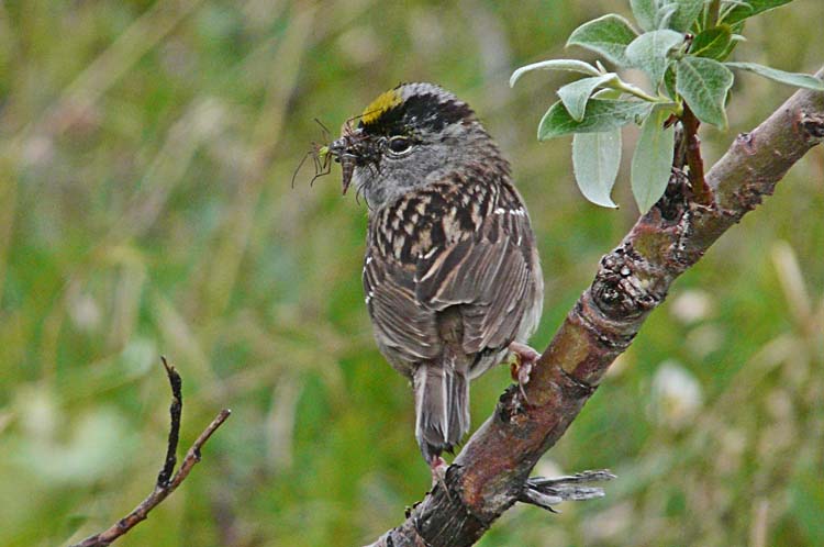 Golden-crowned Sparrow, Nome, Alaska, July 2012