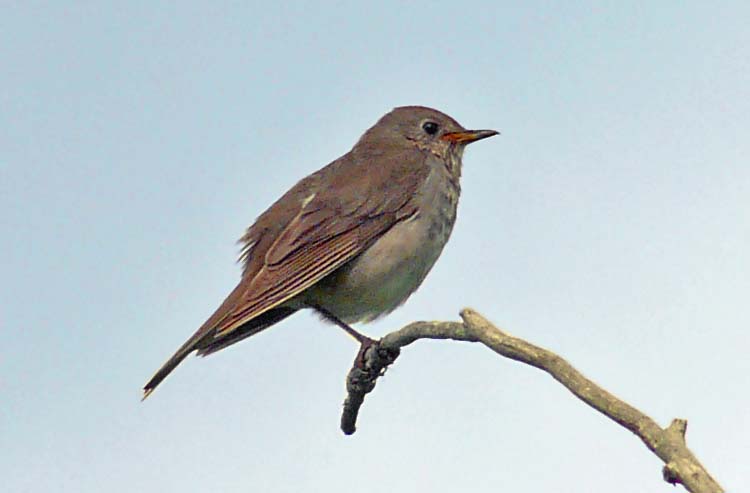 Grey-cheeked Thrush, Paxson, Alaska, June 2012