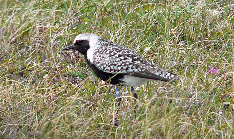 Grey Plover, Alaska, July 2012