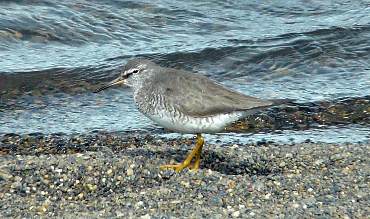 Grey-tailed Tattler, Barrow, Alaska, June 2012