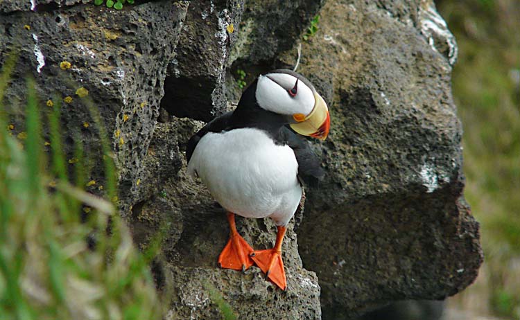 Horned Puffin, St Paul, Pribilof Islands, Alaska, July 2012