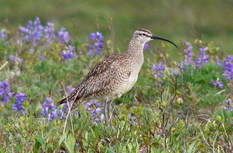 Hudsonian Whimbrel, Alaska, June 2012