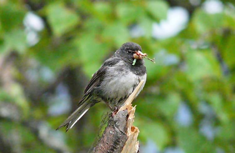 Dark-eyed Junco, Anchorage, Alaska, July 2012