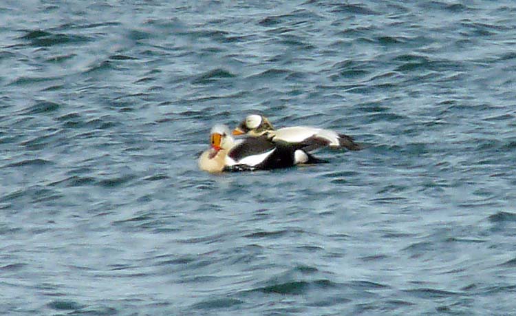 Spectacled Eider (right) with King Eider, Barrow, Alaska, June 2012