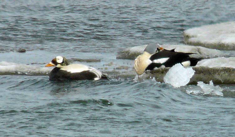 Spectacled Eider (left) with King Eider, Barrow, Alaska, June 2012