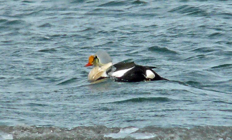 King Eider, adult drake, Alaska, June 2012