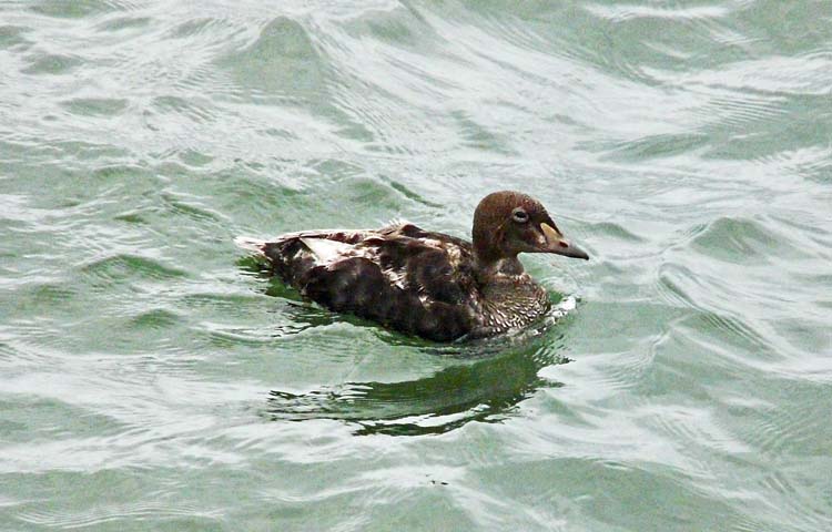 King Eider, 1S drake, Alaska, June 2012