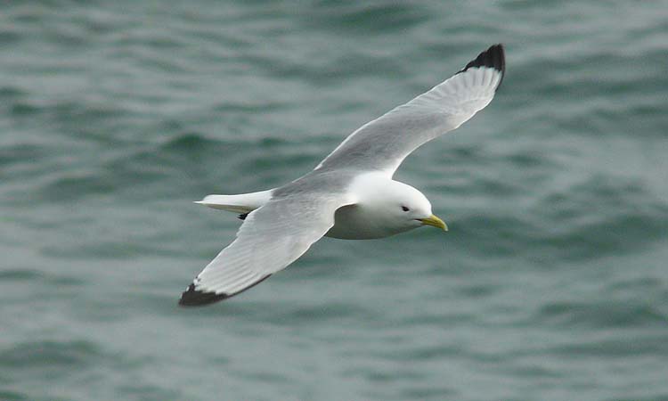 Black-legged Kittiwake, St Paul, Pribilofs, Alaska, July 2012