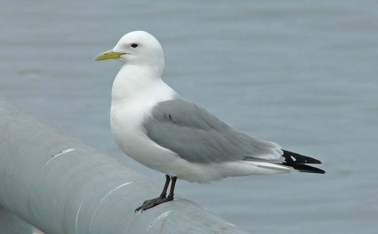 Black-legged Kittiwake, St Paul, Pribilofs, Alaska, July 2012