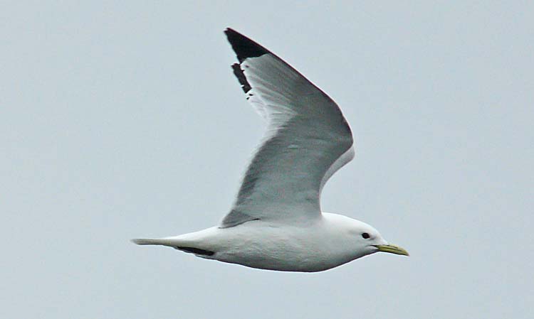 Black-legged Kittiwake, St Paul, Pribilofs, Alaska, July 2012