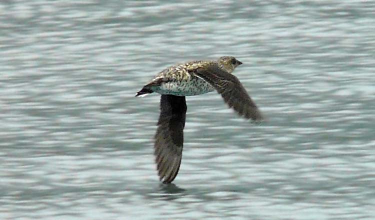 Kittlitz's Murrelet, Seward, Alaska, June 2012