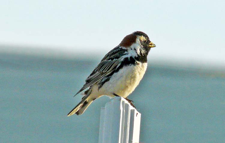 Lapland Bunting, Barrrow, Alaska, June 2012