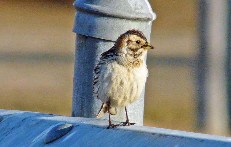 Lapland Bunting, Barrrow, Alaska, June 2012