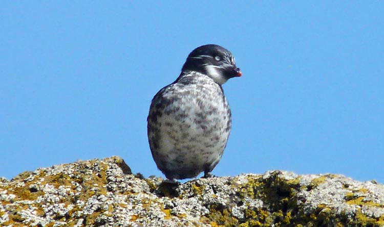 Least Auklet, St Paul, Pribilof Islands, Alaska, July 2012