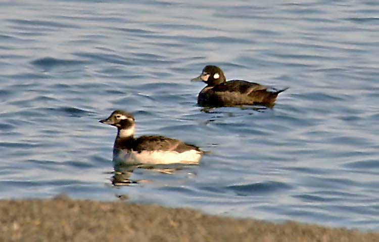 Long-tailed Duck & Harlequin, Alaska, June 2012