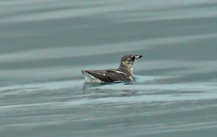 Marbled Murrelet, Seward, Alaska, June 2012