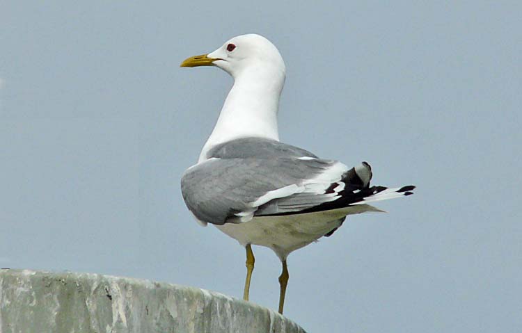 Mew Gull, Alaska, June 2012