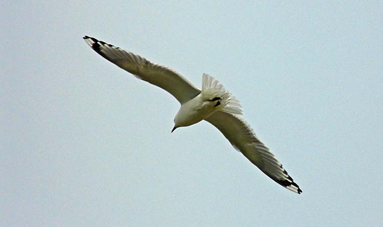 Mew Gull, Alaska, June 2012