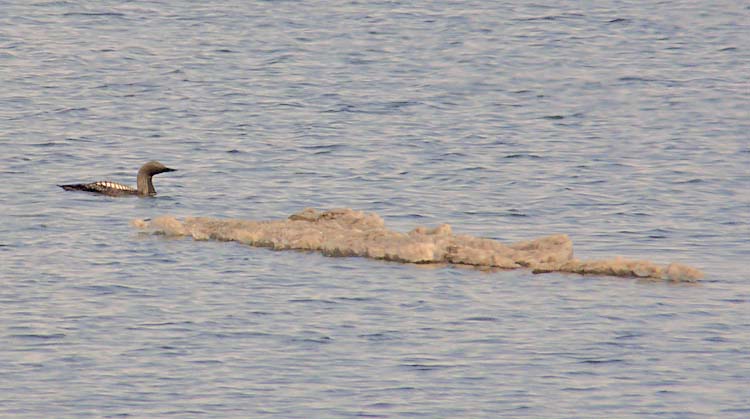 Pacific Diver, Alaska, June 2012