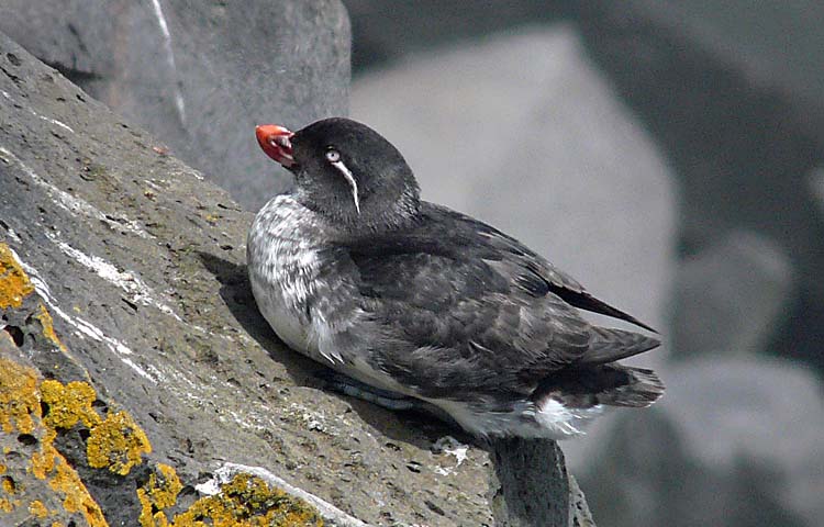 Parakeet Auklet, St Paul, Pribilof Islands, Alaska, July 2012