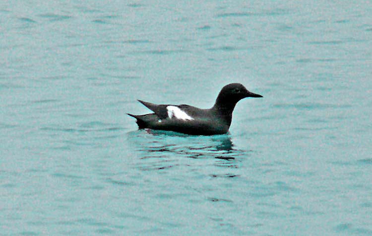 Pigeon Guillemot, Seward, Alaska, June 2012