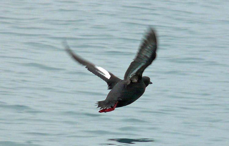 Pigeon Guillemot, Seward, Alaska, June 2012