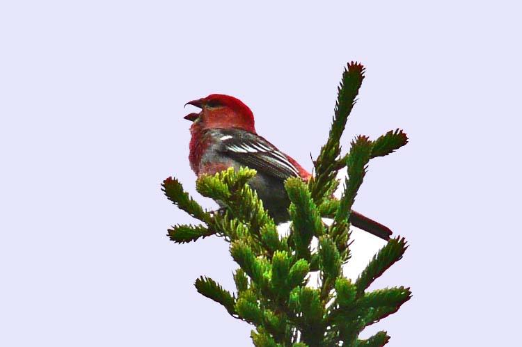 Pine Grosbeak, Seward, Alaska, June 2012