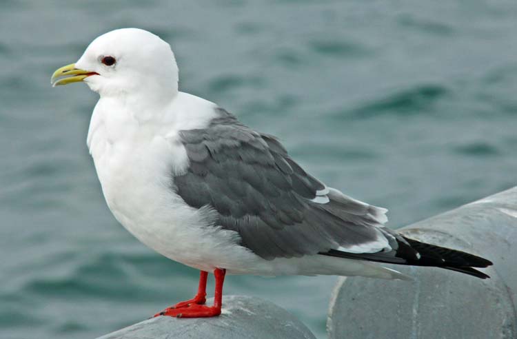 Red-legged Kittiwake, St Paul, Pribilofs, Alaska, July 2012