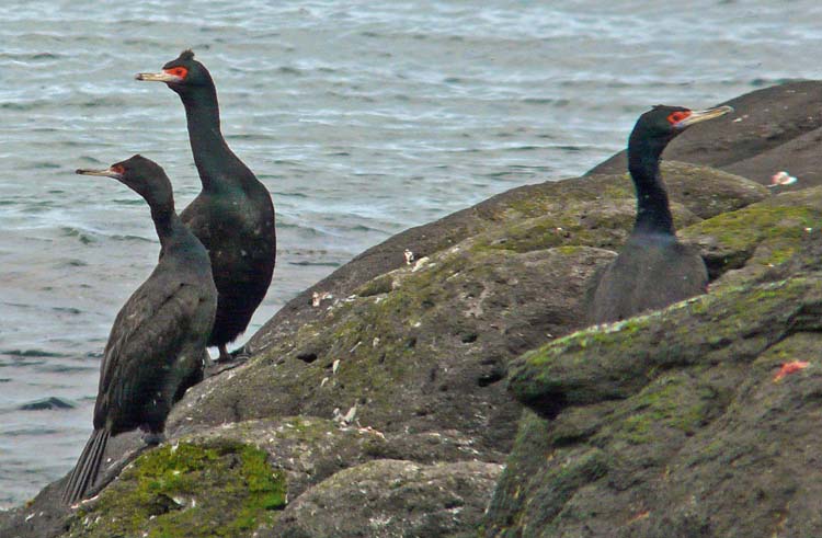 Red-faced Cormorant, Alaska, July 2012