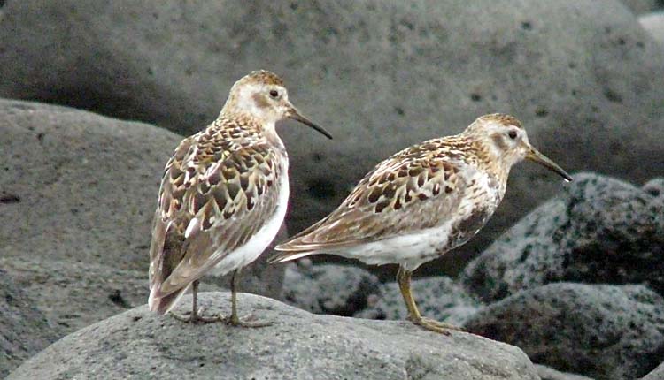 Rock Sandpiper, Alaska, July 2012