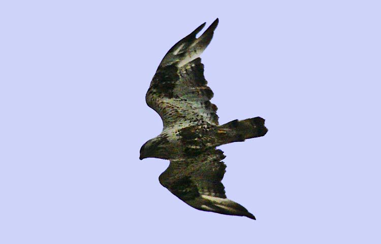 Rough-legged Buzzard, Alaska, July 2012