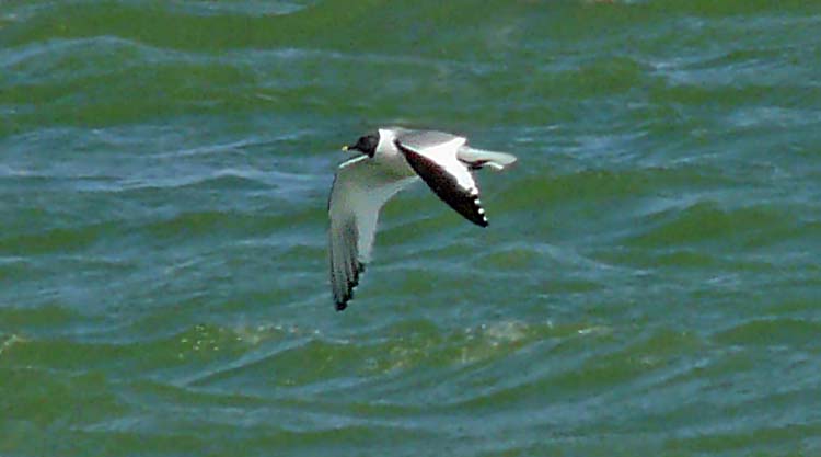 Sabine's Gull, Alaska, July 2012